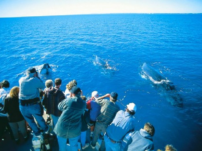 Горбатые киты у острова Фрейзер